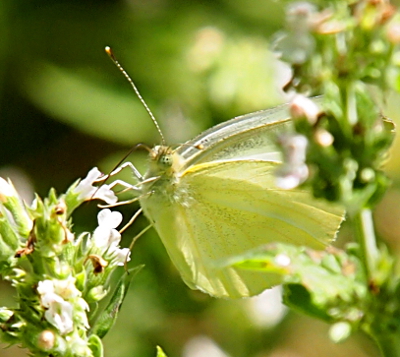 [Close up view of a yellow butterfly on a flower. The white eyeball has several black dots on it. The tongue is fully extended slurping the flower.]